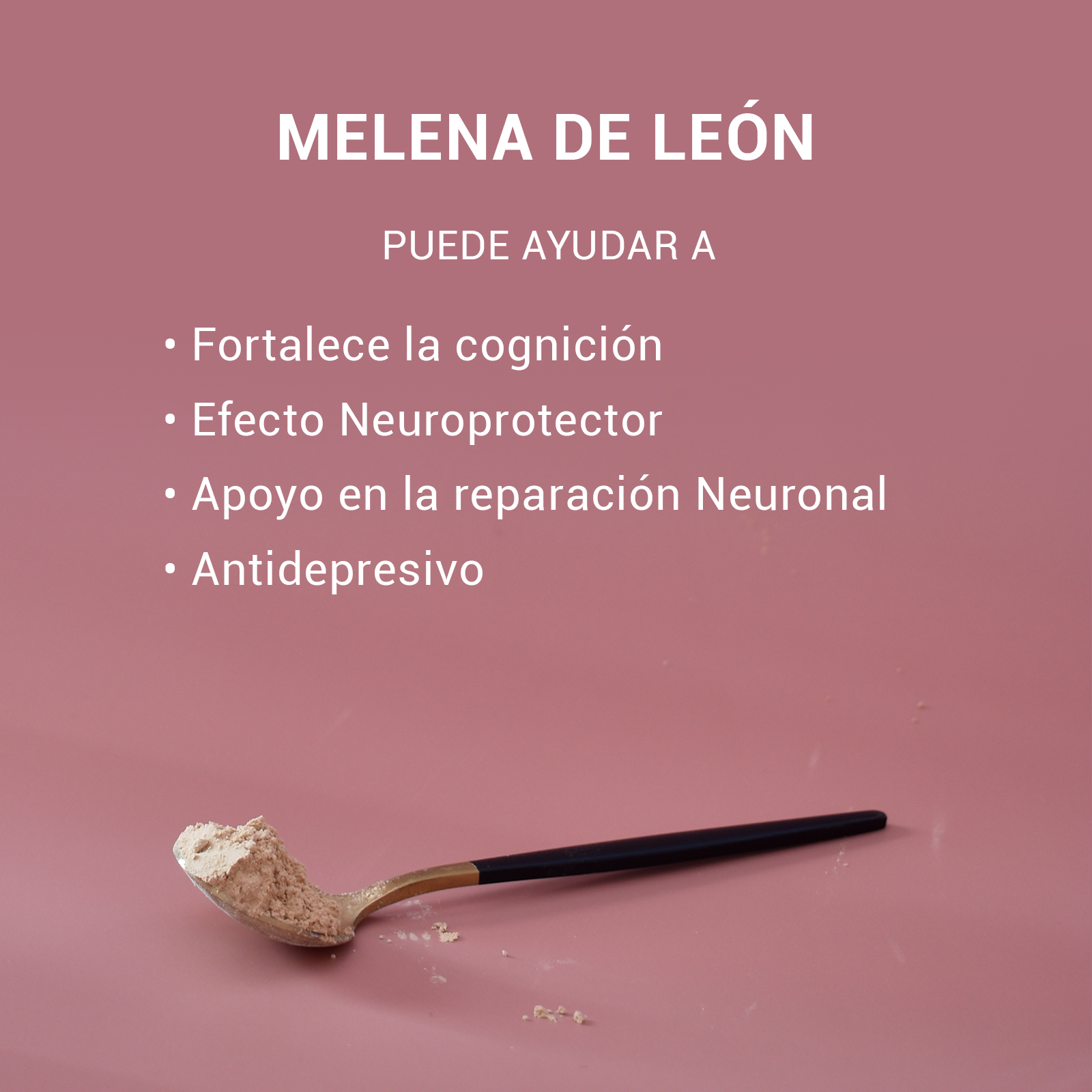 Hongo Melena de León en polvo 2pack 500g (2 bolsas de 250g) - Image 4